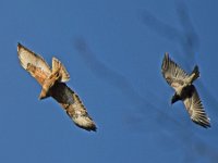 Bussard Kraehe 05
